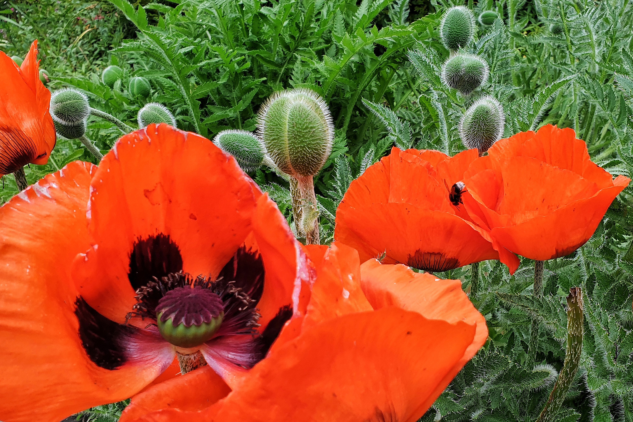 Klatschmohn